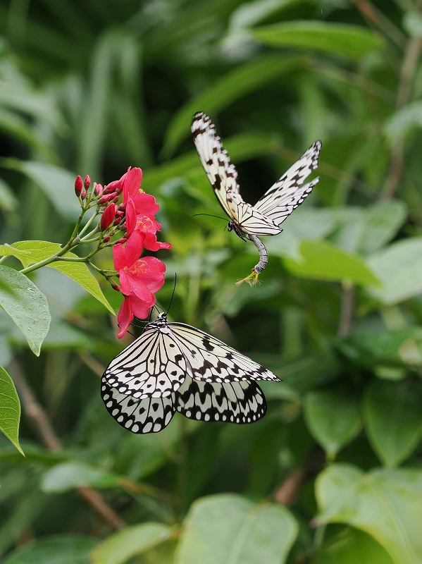 レア！高品質　マダラシギダチョウ（Spotted nothura）頭骨 レア！高品質 マダラシギダチョウ（Spotted nothura）頭骨